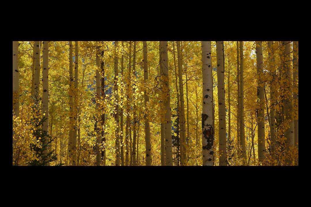 Trees Trees